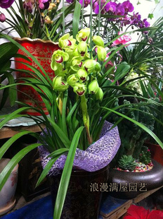 Cymbidium