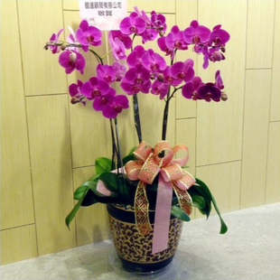 Phalaenopsis
