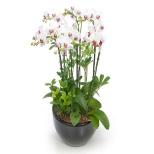 Phalaenopsis