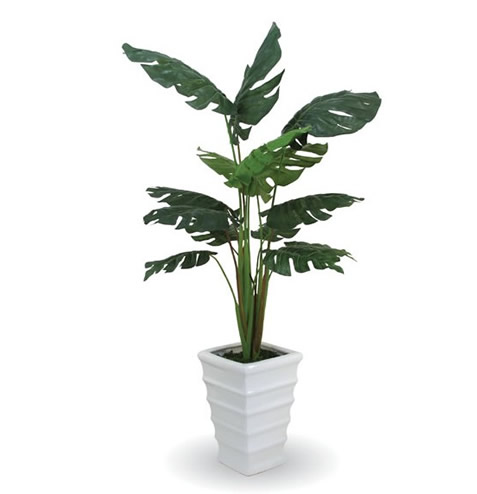 Monstera 1