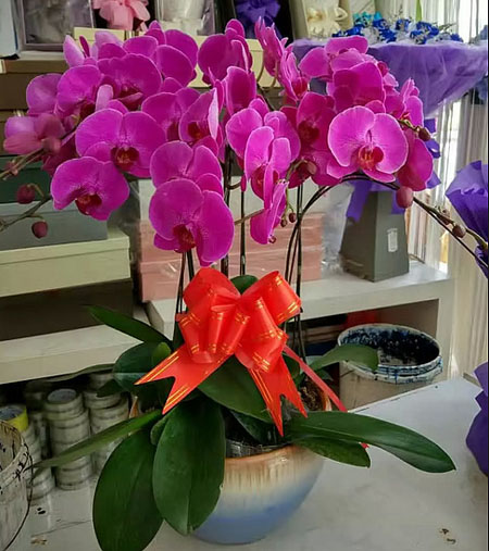 Phalaenopsis