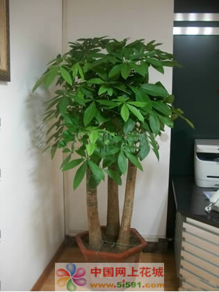 Money Tree 2