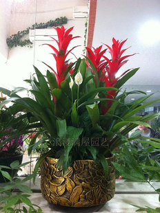 Pineapple Blossom