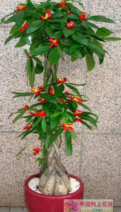 Money Tree 15