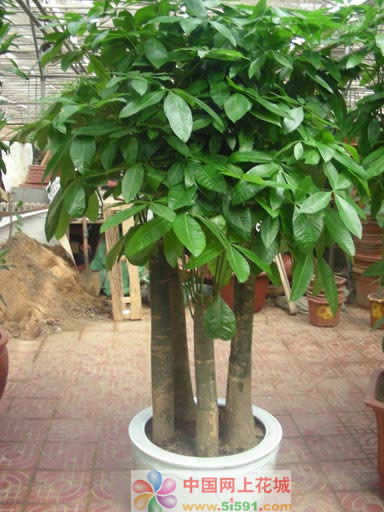 Money Tree 12