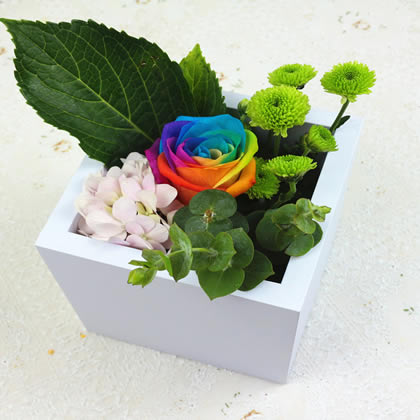 Rainbow Rose The Truth of Love