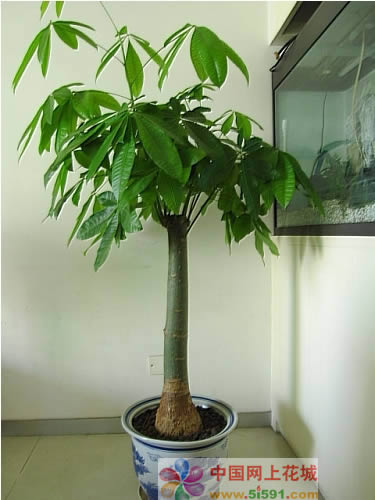 Money Tree 10