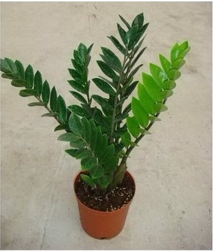 Money Tree 5
