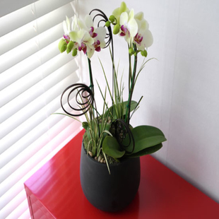 White Phalaenopsis