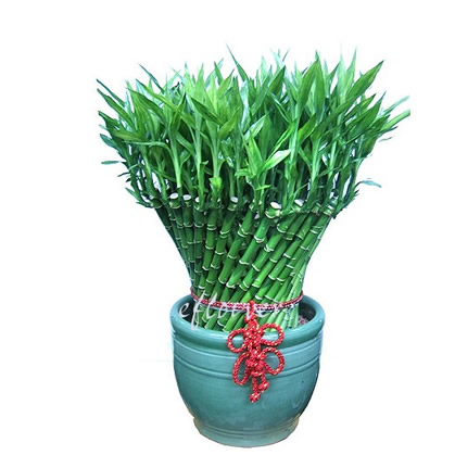 Kaiyun Bamboo 4