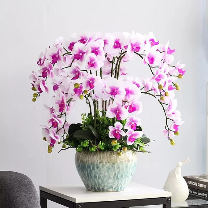 Phalaenopsis