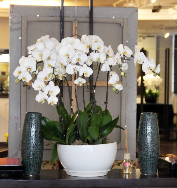 Class A white Phalaenopsis