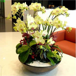 Phalaenopsis