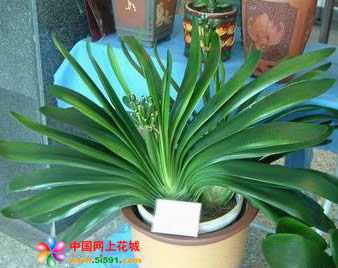Clivia