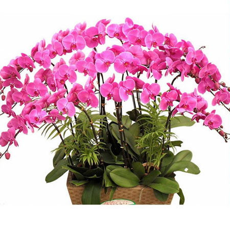 Phalaenopsis