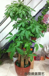Large Money Tree