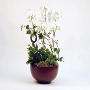 Phalaenopsis