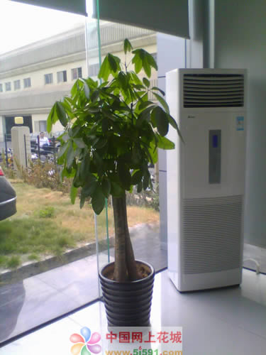 Money Tree 17