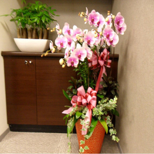 Phalaenopsis