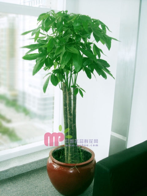 Money Tree