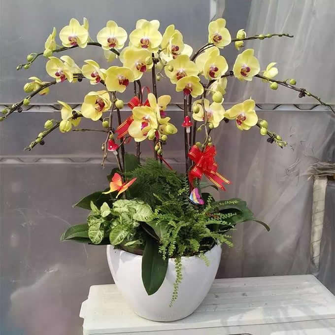 Phalaenopsis