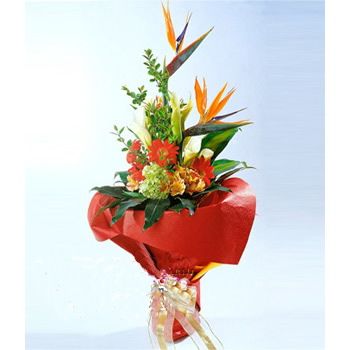 The sound of the bird of paradise
