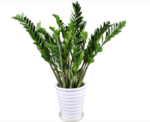 Money Tree 4