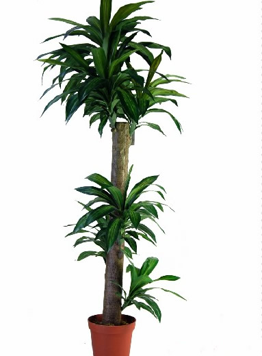 Brazilian wood