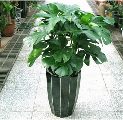 Monstera 2