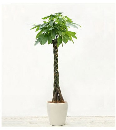 Money Tree 16