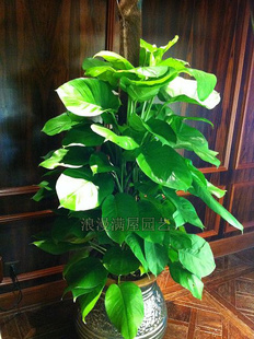 Big leaf green ivy