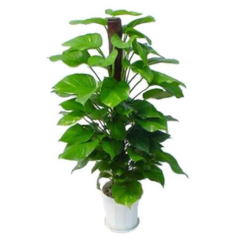 Green ivy