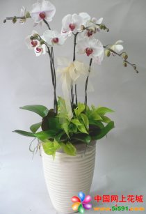Phalaenopsis