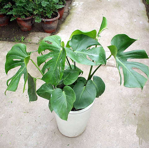 Monstera 3