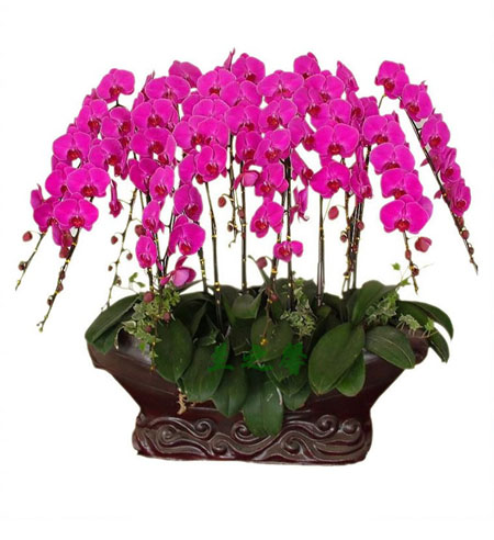 Phalaenopsis