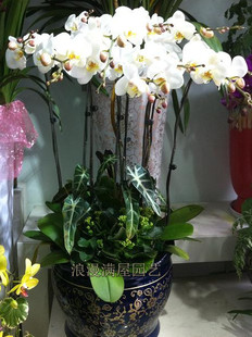 White Phalaenopsis