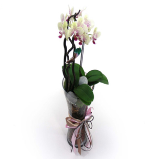 Phalaenopsis