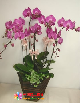 Phalaenopsis