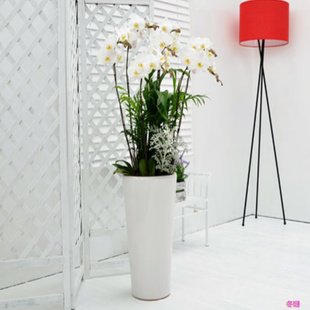 Phalaenopsis