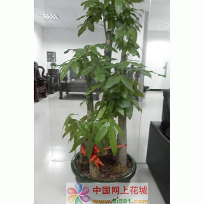 Money Tree 9