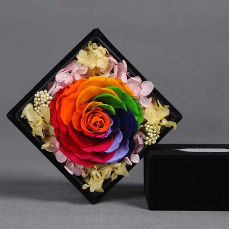 Immortal Flower Single Rainbow