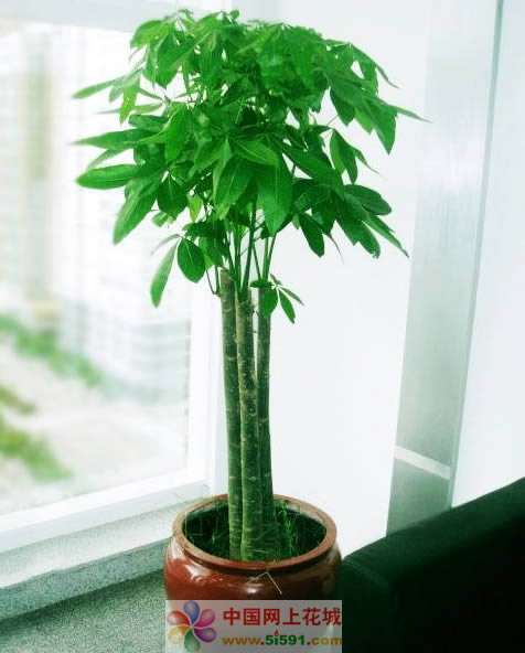 Money Tree 1