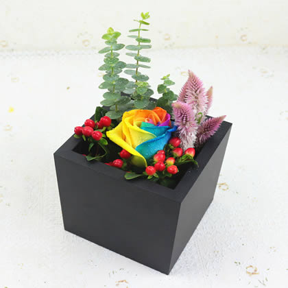 Rainbow Rose will never change in this life