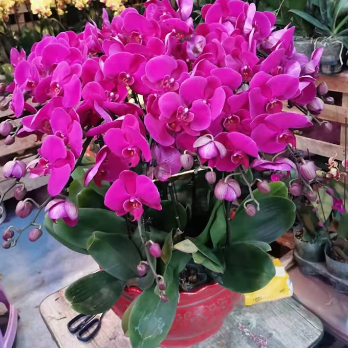 Phalaenopsis