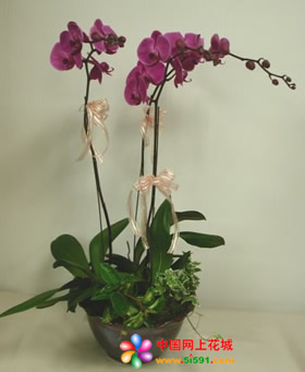 Phalaenopsis