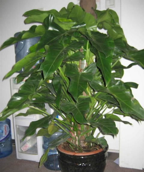 Green ivy