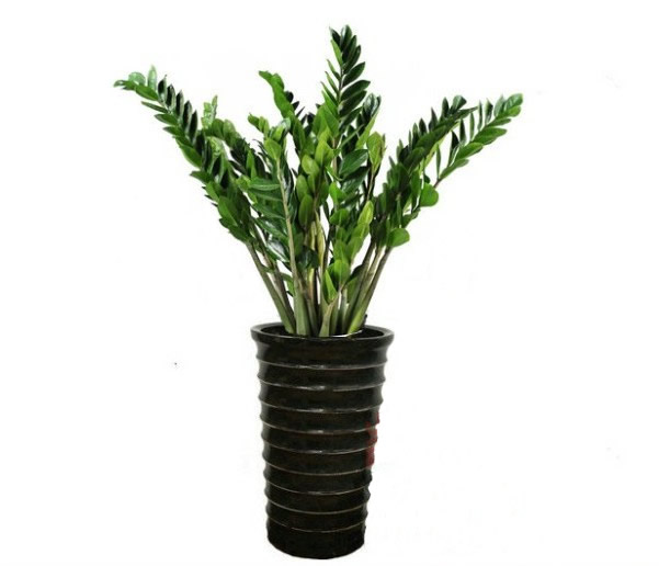 Money Tree 2