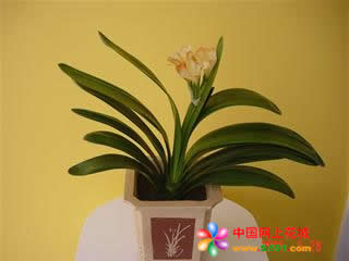 Clivia