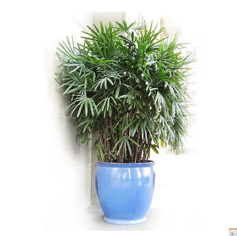 Palm bamboo