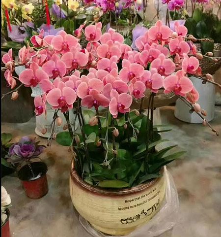 Phalaenopsis